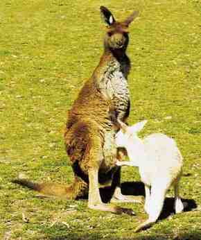 Gorge Wildlife Park - Attractions Brisbane 1