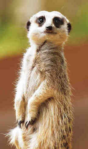 Gorge Wildlife Park - Attractions Brisbane 2