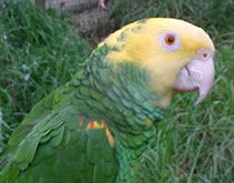 Gorge Wildlife Park - Attractions Brisbane 3