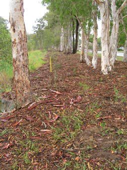 Kumbartcho Sanctuary - Attractions Brisbane 1