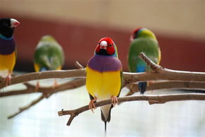 Kyabram Fauna Park - Attractions Brisbane 1