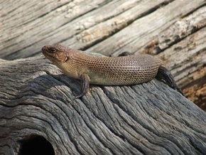 Kyabram Fauna Park - Attractions Brisbane 2