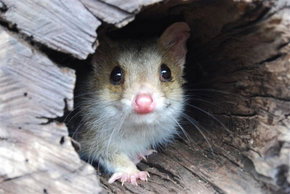 Kyabram Fauna Park - Attractions Brisbane 3