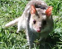 Hayborough SA Attractions Brisbane