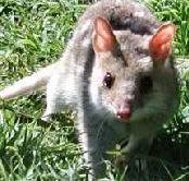 Urimbirra Wildlife Park - Attractions Brisbane