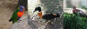 Urimbirra Wildlife Park - Attractions Brisbane 2