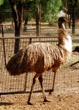 Waterways Wildlife Park - Attractions Brisbane 2