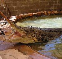 Wyndham Zoological Gardens and Crocodile Park - Attractions Brisbane
