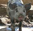 Wagga Wagga Zoo - Attractions Brisbane