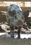 Wagga Wagga Zoo - Attractions Brisbane 0