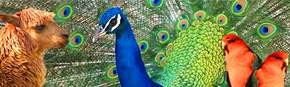 Wagga Wagga Zoo - Attractions Brisbane 1