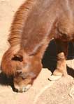 Wagga Wagga Zoo - Attractions Brisbane 3