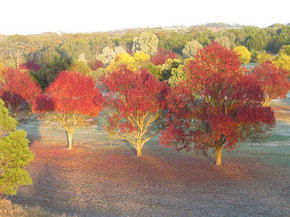Balloon Adventures Barossa Valley - Attractions Brisbane 3