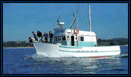 Polperro Dolphin Swims - Attractions Brisbane 2