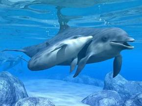 Polperro Dolphin Swims - Attractions Brisbane 3