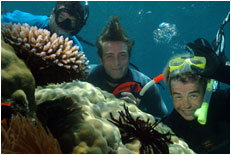 Dolphin Wild - Attractions Brisbane 1