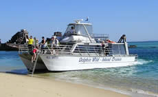 Dolphin Wild - Attractions Brisbane 2