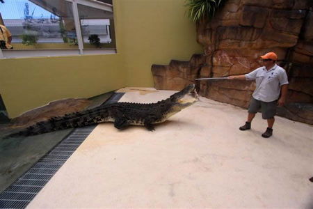 Crocosaurus Cove - Attractions Brisbane 2