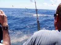 Downunder Charters - Attractions Brisbane 3