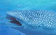 Ningaloo Blue Dive - thumb 1