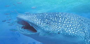 Ningaloo Blue Dive - Attractions Brisbane 1