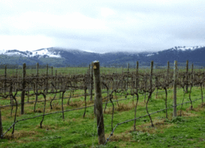 Kinloch Wines - Attractions Brisbane