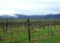 Kinloch Wines