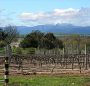 Buller View Wines - Attractions Brisbane
