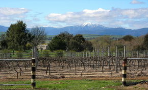 Buller View Wines - Attractions Brisbane 0