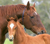 Blue Gum Farm - Attractions Brisbane 0