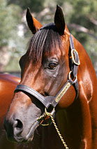 Blue Gum Farm - Attractions Brisbane 2