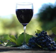 Lion Mill Vineyards - Attractions Brisbane