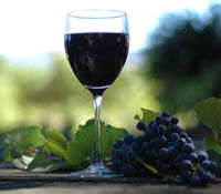 Lion Mill Vineyards - Attractions Brisbane 0