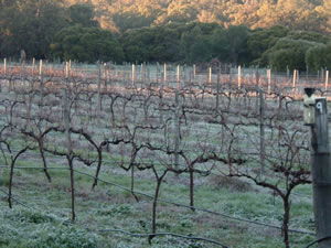 Lion Mill Vineyards - Attractions Brisbane 1