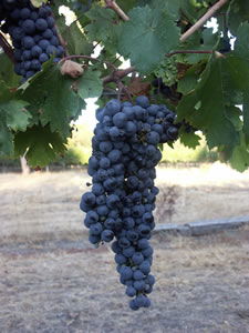 Lion Mill Vineyards - Attractions Brisbane 3