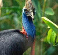 David Fleay Wildlife Park - Attractions Brisbane