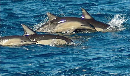 Dolphin Swim Australia - Attractions Brisbane 0