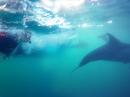 Dolphin Swim Australia - Attractions Brisbane 2