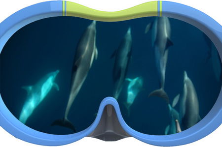 Dolphin Swim Australia - Attractions Brisbane 3