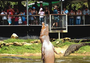Crocodylus Park - Attractions Brisbane 2