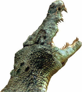Crocodylus Park - Attractions Brisbane 3