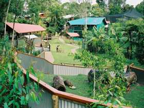 Kuranda Koala Gardens - Attractions Brisbane 1