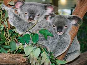 Kuranda Koala Gardens - Attractions Brisbane 2