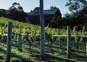 Goona Warra Vineyard - Attractions Brisbane 1