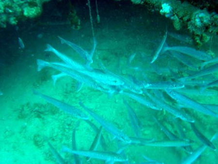 Underwater Sports Diving Centre - Attractions Brisbane 1