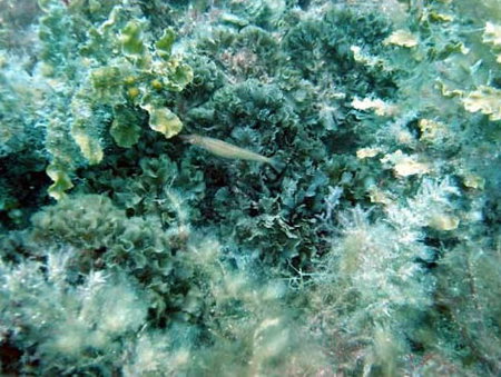 Underwater Sports Diving Centre - Attractions Brisbane 3