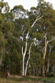 Heysen - The Cedars - Attractions Brisbane 2
