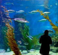 Melbourne Aquarium - Attractions Brisbane