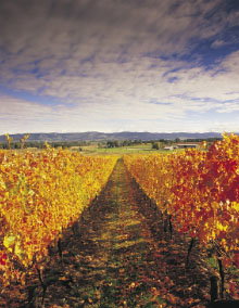 South Melbourne VIC Attractions Brisbane