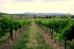 Link Tours - Attractions Brisbane 2